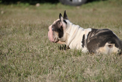 Bank Rollz - Koi Velvet Big Rope Carries Pink EARLY INTRO $1500