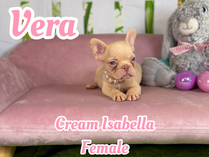 Vera - Isabella Cream