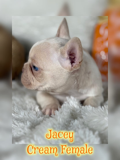 Jacey - Cream 1 BLUE eye