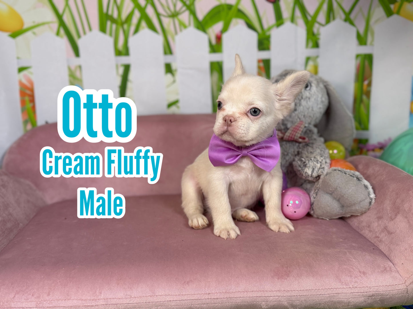 Otto - Cream Fluffy