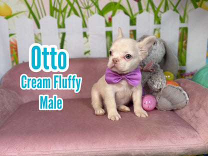 Otto - Cream Fluffy