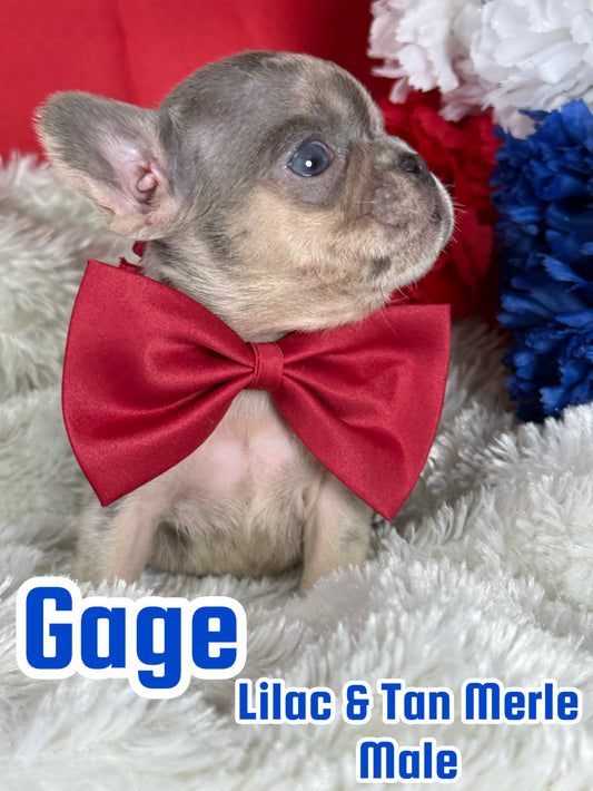 Gage - Male Lilac & Tan Merle