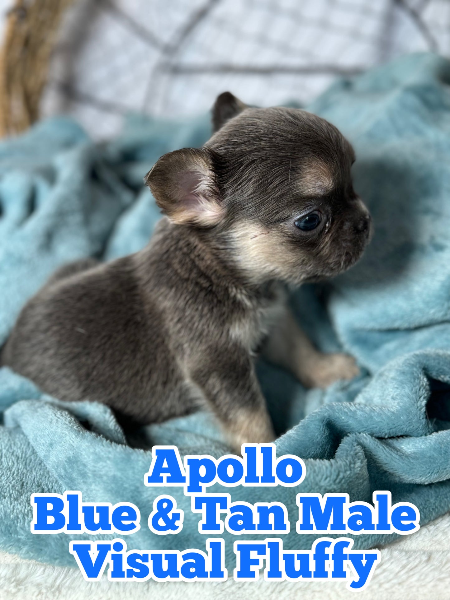 Apollo - Male Blue & Tan Visual Fluffy