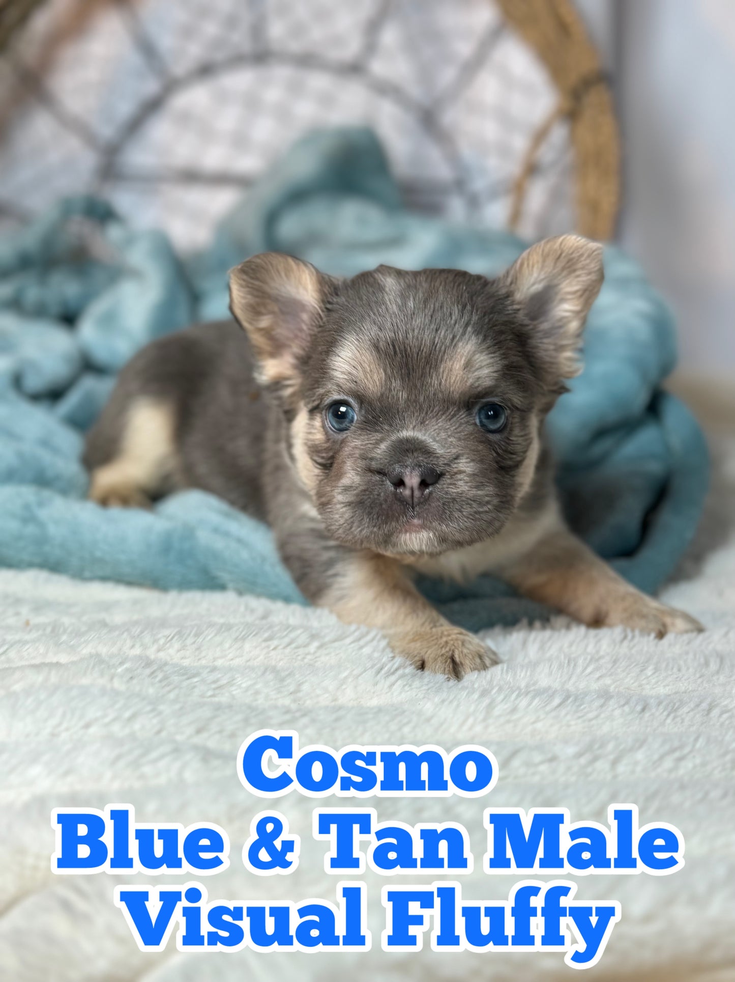 Cosmo - Male Blue & Tan Visual Fluffy - Reserved