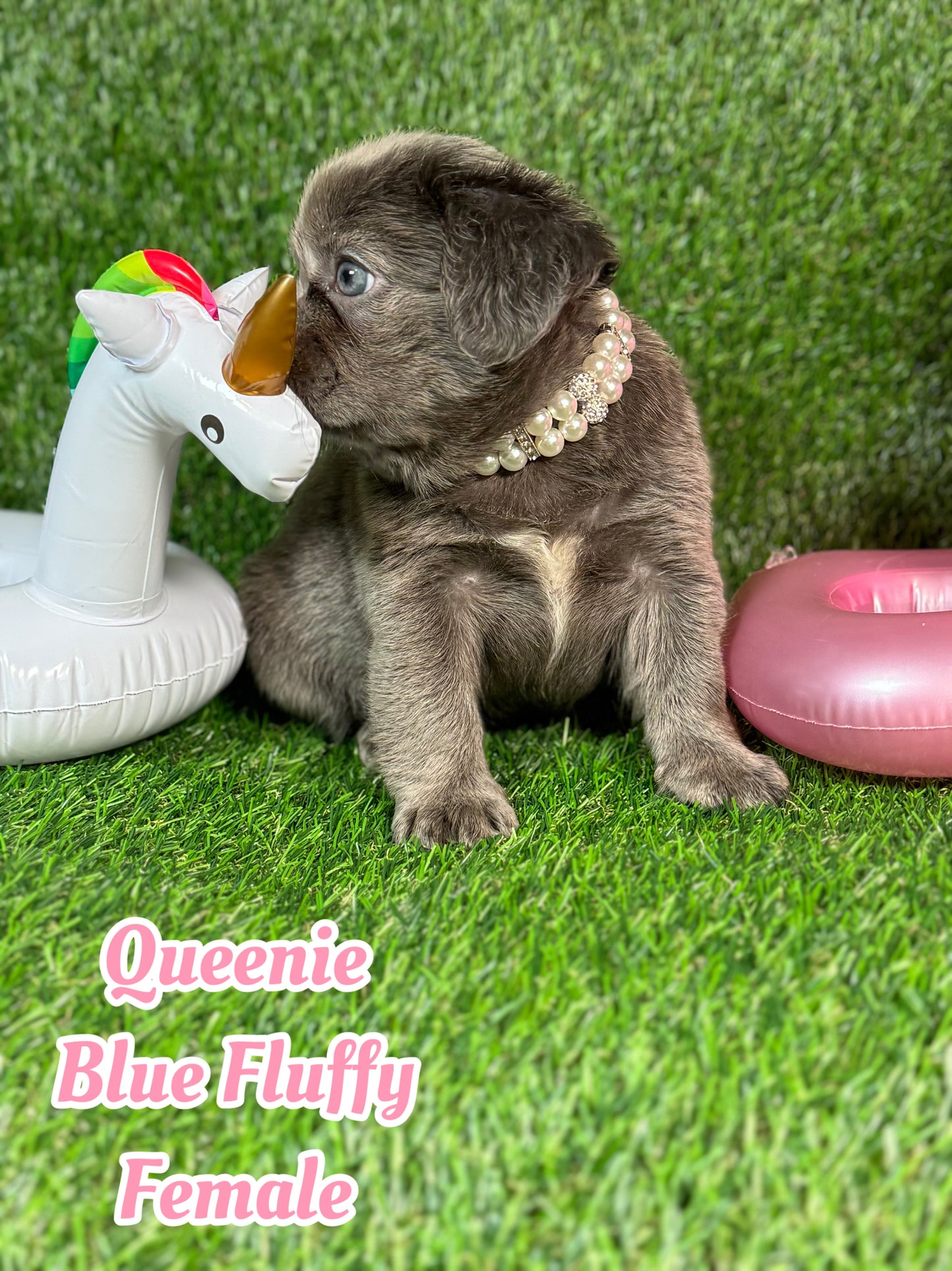 Queenie - Blue Visual Fluffy Female