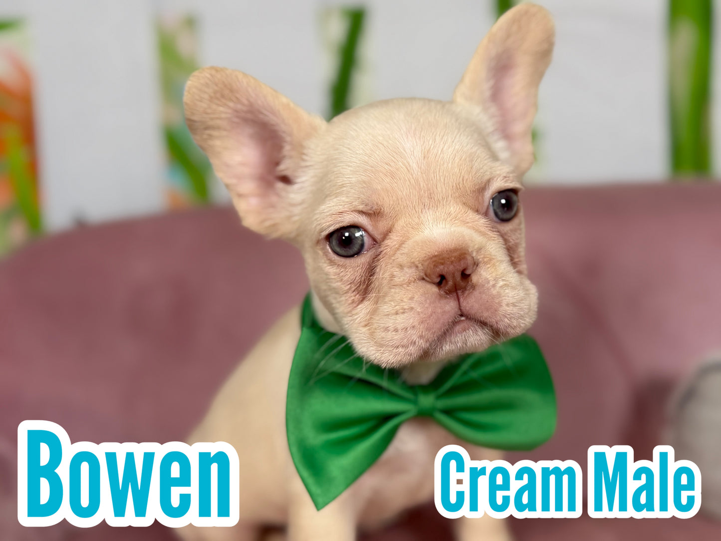 Bowen - Cream