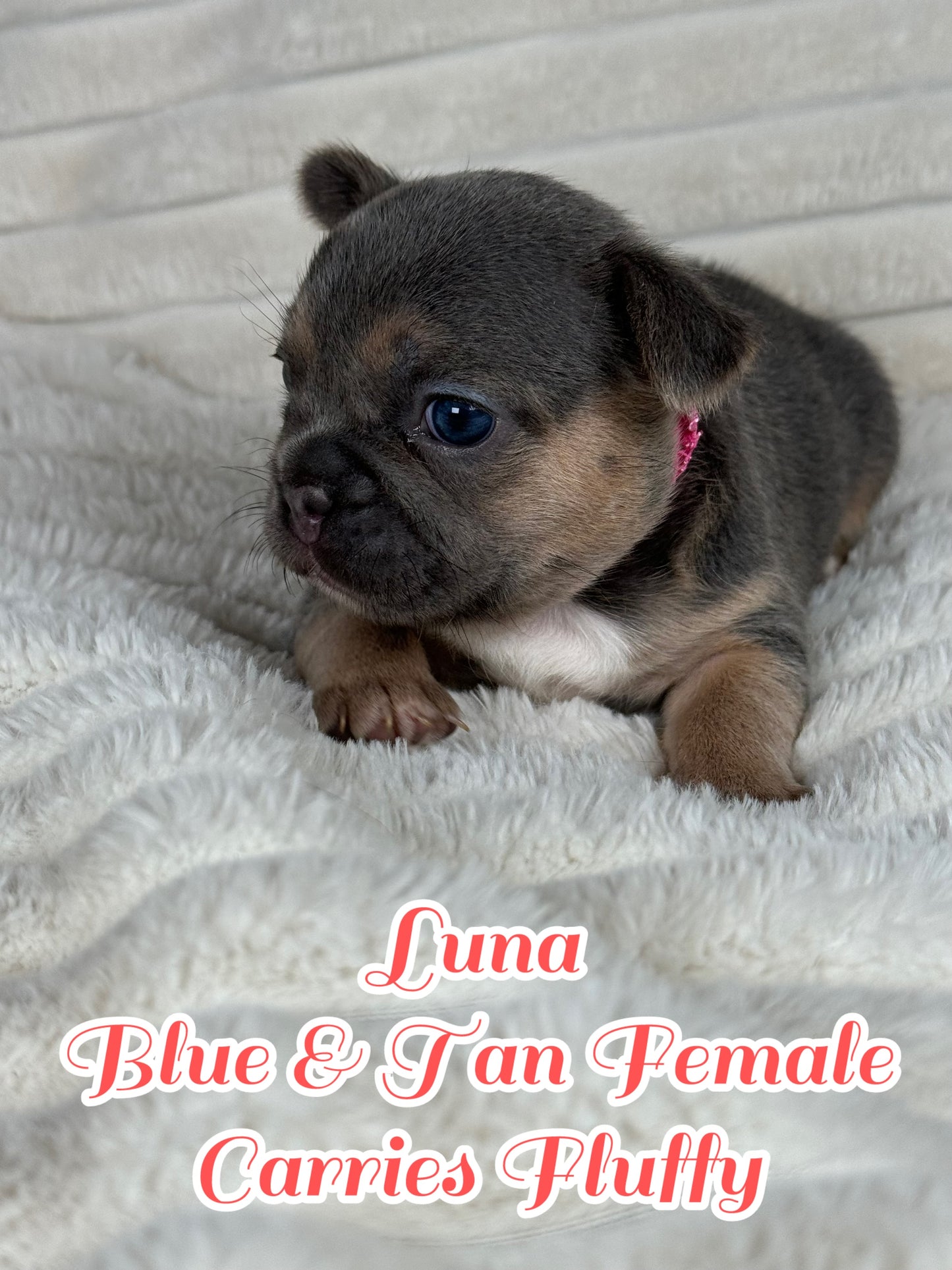 Luna - Feamle Blue & Tan Fluffy Carrier