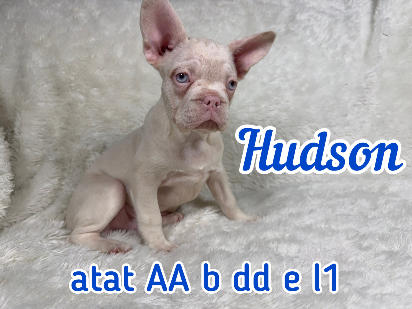 Hudson - Male Full Pink