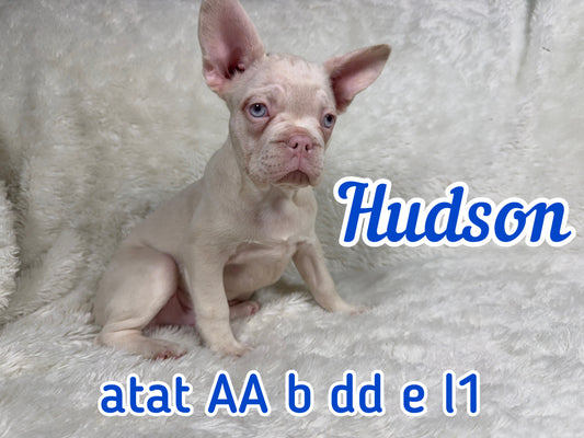 Hudson - Male Full Pink
