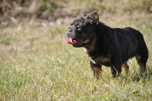 Bookie - Micro Blue & Tan Visual Fluffy Big Rope Carries Pink 12 Pounds