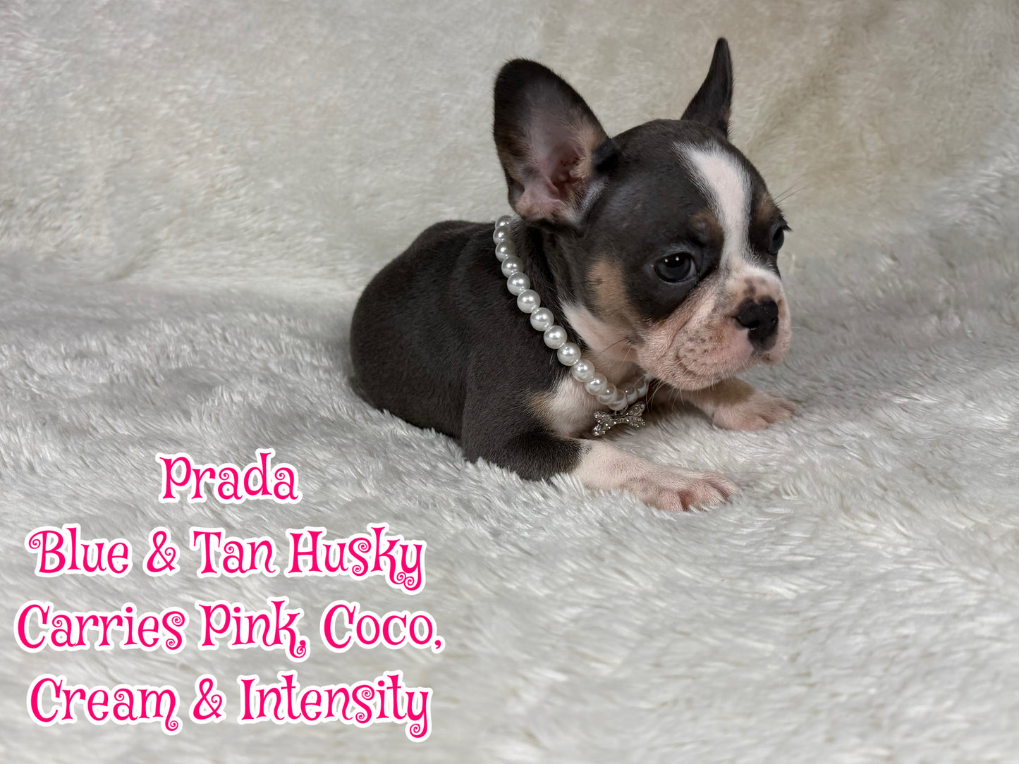 Prada