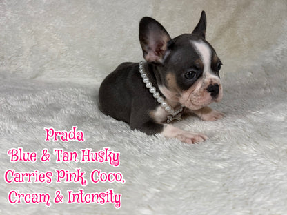 Prada