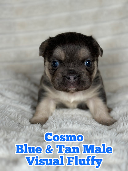 Cosmo - Male Blue & Tan Visual Fluffy - Reserved