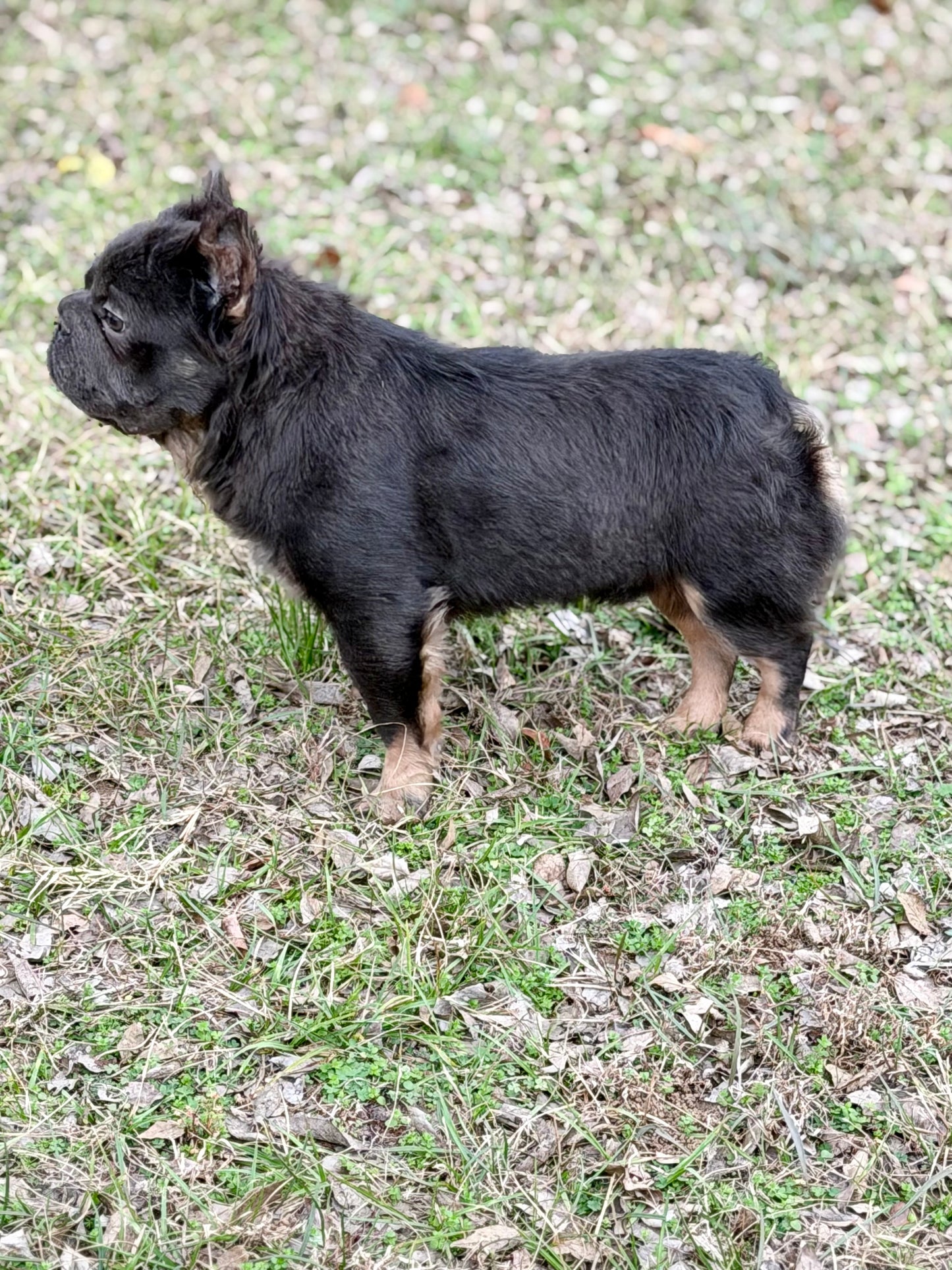 Bookie - Micro Blue & Tan Visual Fluffy Big Rope Carries Pink 12 Pounds EARLY INTRO $875