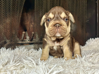 Wendell Male Rojo & Tan Big Rope Fluffy Carrier