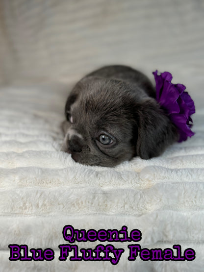 Queenie - Blue Visual Fluffy Female