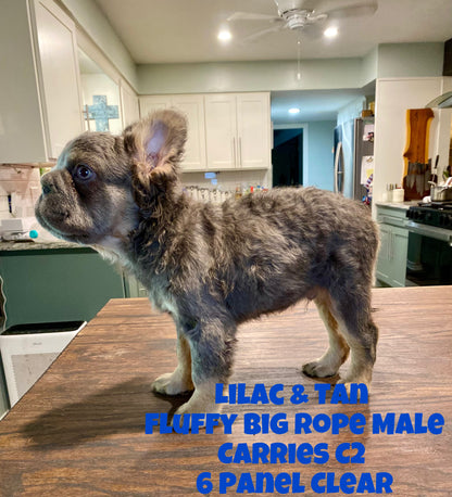 Pele - Lilac & Tan Fluffy Big Rope Carries C2 - Reserved