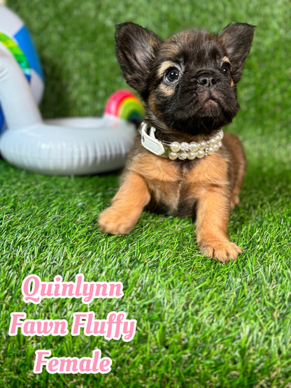 Quinlynn - Fawn Fluffy Female