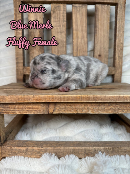 Winnie - Female Blue Merle Fluffy