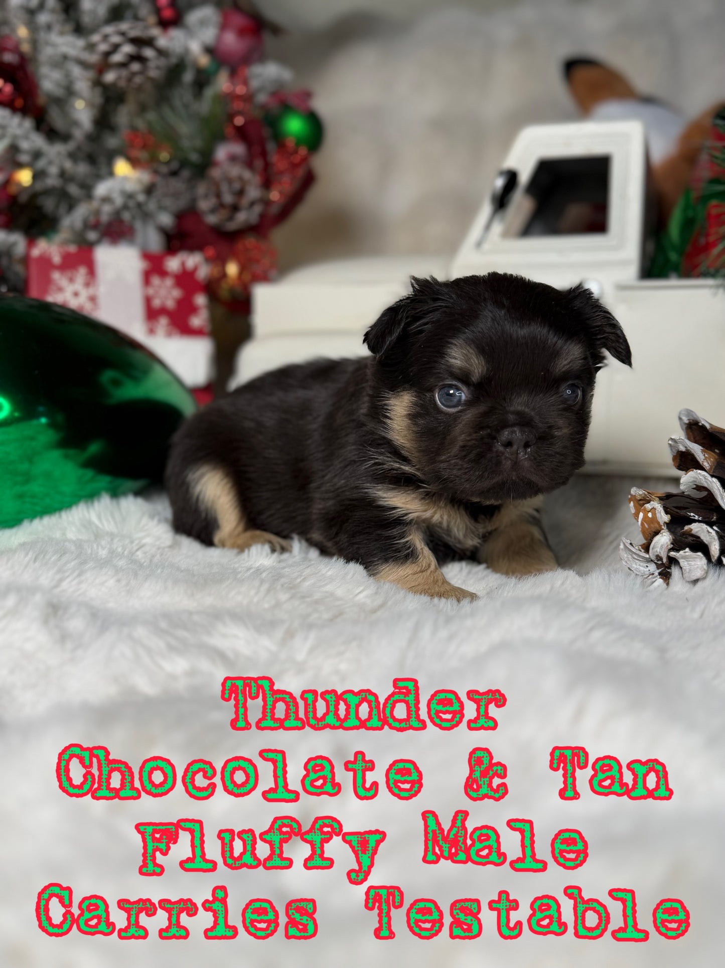 Thunder - Male Chocolate & Tan