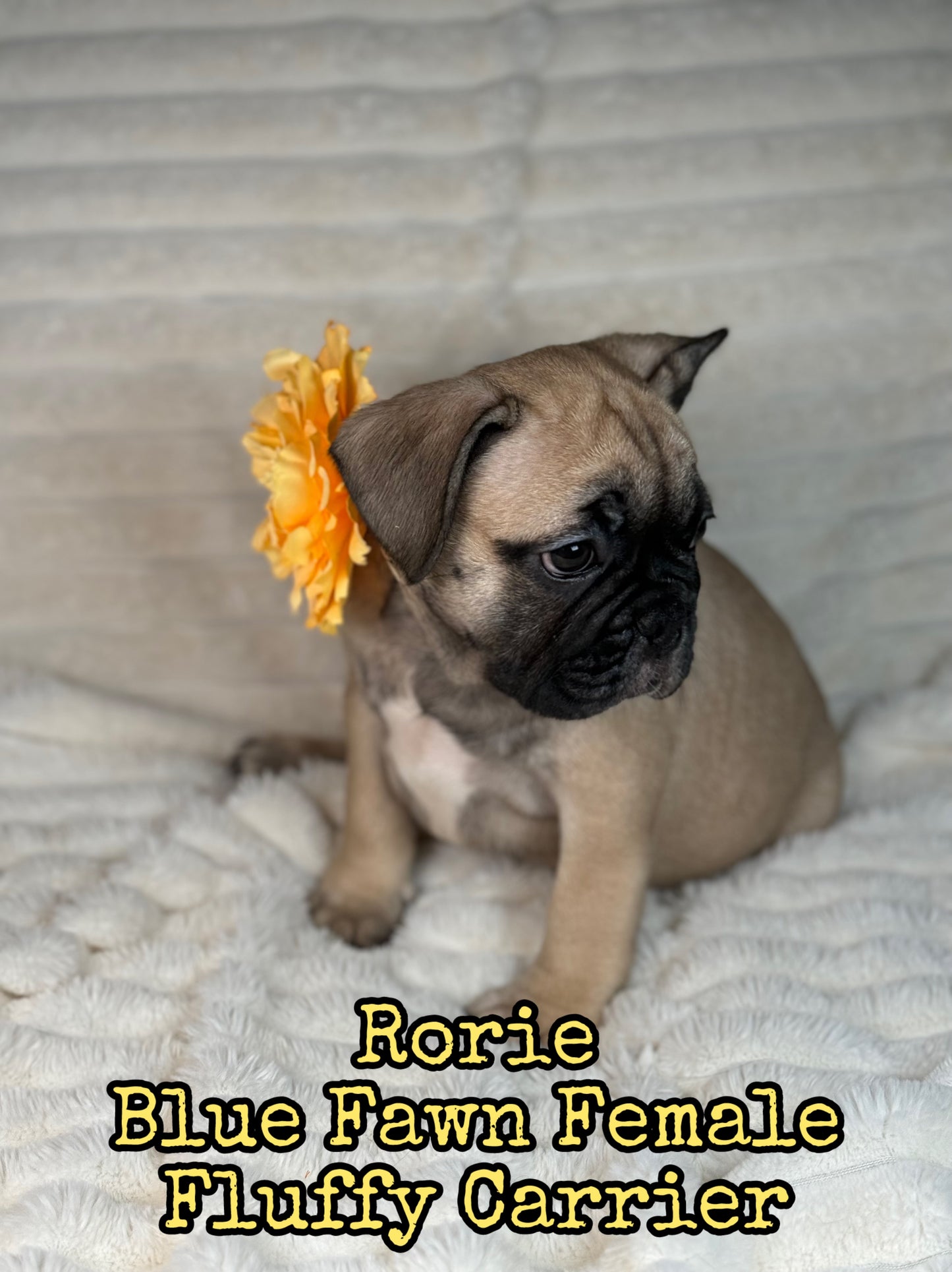 Rorie - Female Fawn - Reserved