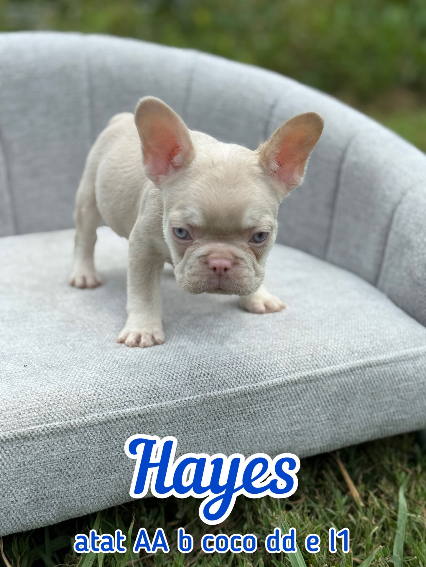 Hayes - Male Caramel & Tan Big Rope