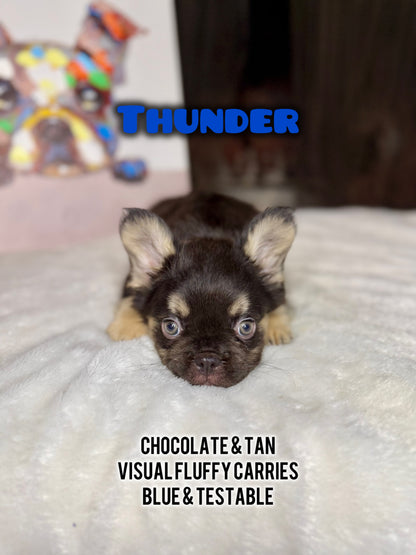 Thunder - Male Chocolate & Tan