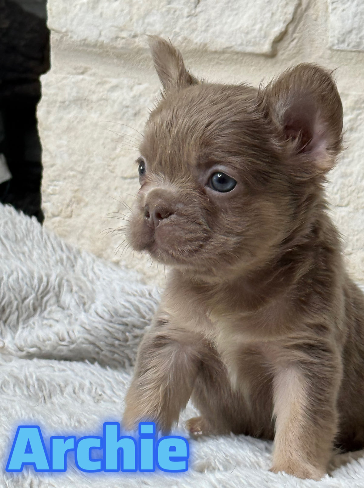 Archie