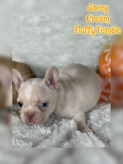 Jacey - Cream 1 BLUE eye