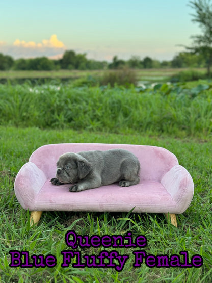 Queenie - Blue Visual Fluffy Female