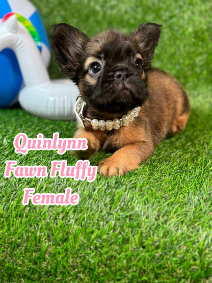 Quinlynn - Fawn Fluffy Female