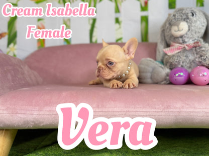 Vera - Isabella Cream