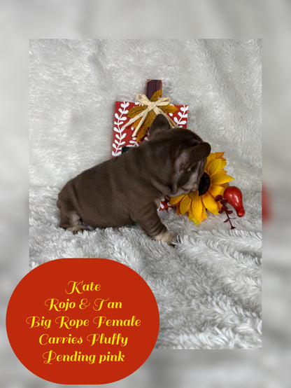 Kate - Rojo & Tan Big Rope Carries Fluffy Pending PINK