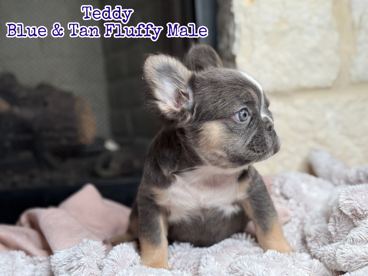 Teddy - Blue & Tan Fluffy