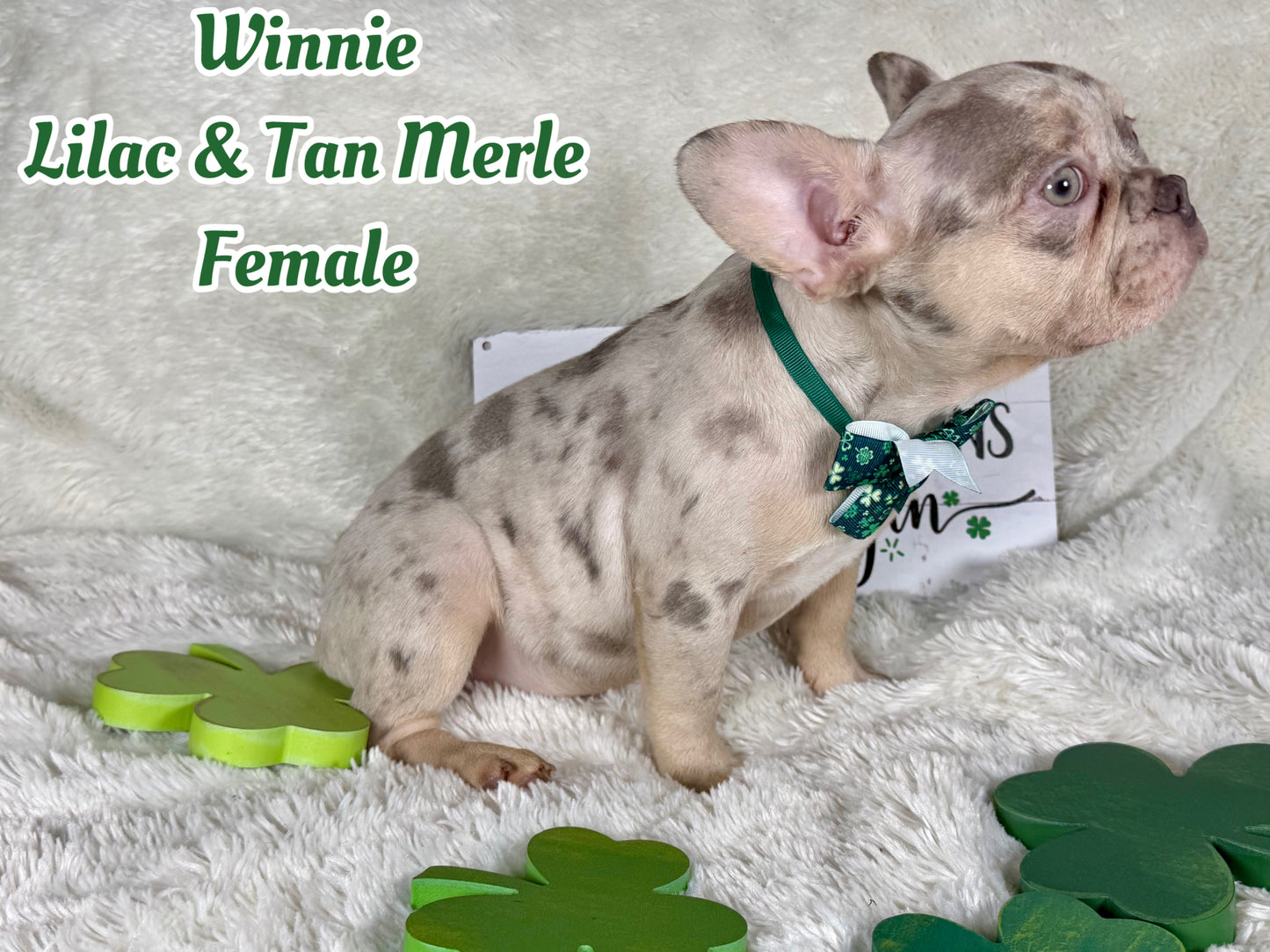 Winnie - Lilac & Tan Merle