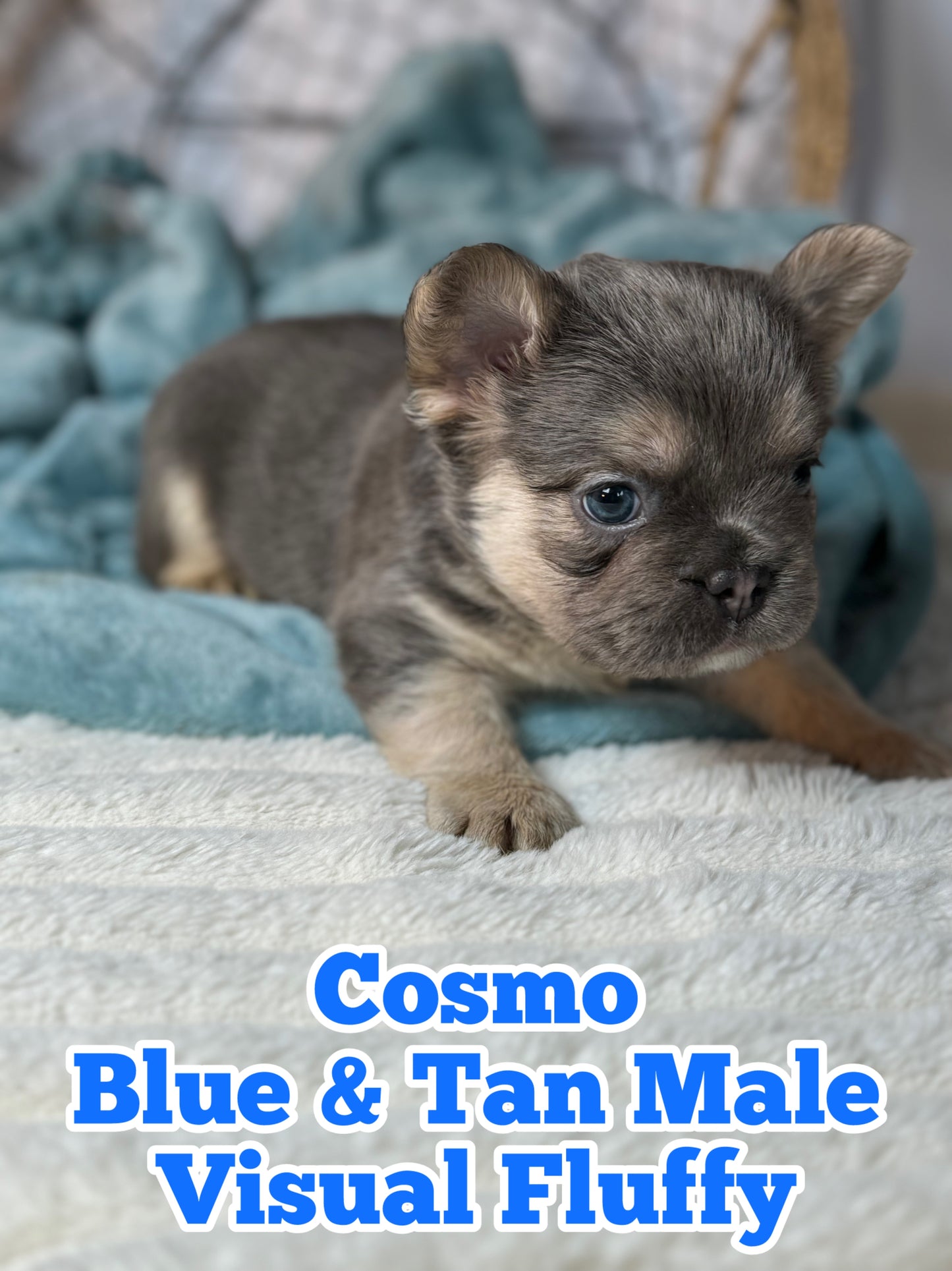 Cosmo - Male Blue & Tan Visual Fluffy - Reserved