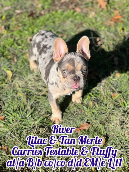 River - Lilac & Tan Merle Carries Testable, Cream & Fluffy