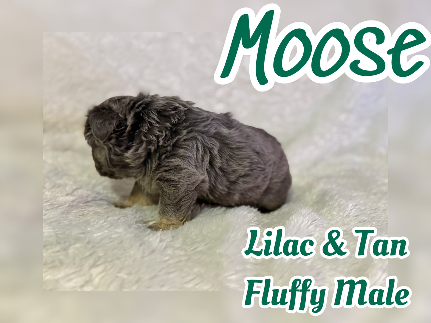 Moose