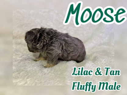 Moose