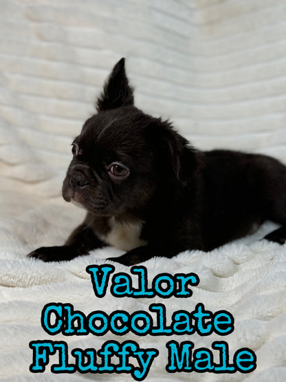 Valor - Male Chocolate Fluffy