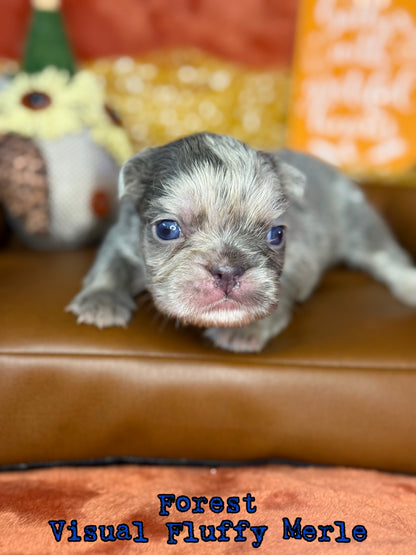 Forest - Male Lilac Merle Visual Fluffy Carries Testable