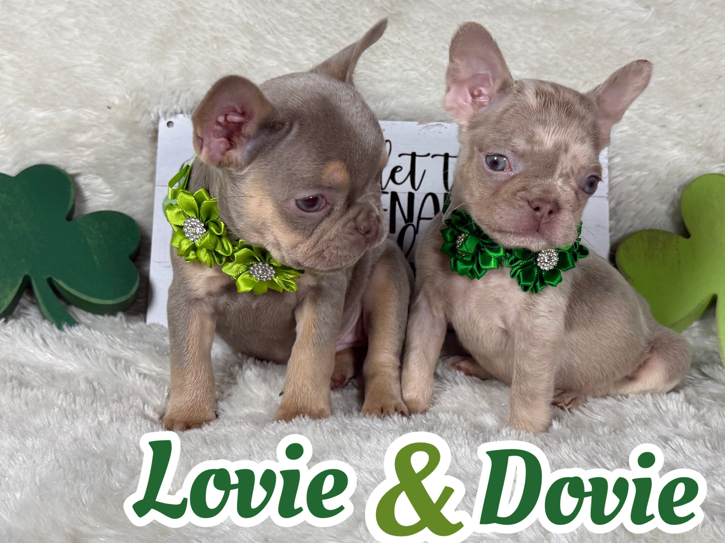 Dovie - Isabella & Tan Merle