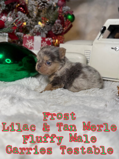 Frost - Male Lilac & Tan Merle