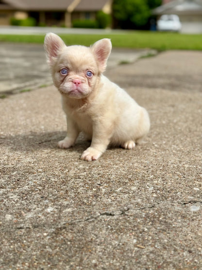 Pink Slip - New Shade Rojo Merle Covered In PINK Fluffy