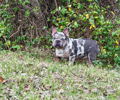 Pockets - Micro Merle Big Rope - Carries Pink & Fluffy 13 Pounds - EARLY INTRO $750