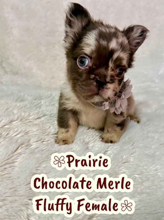 Prairie
