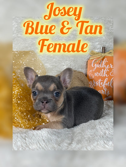 Josey - Blue & Tan - RESERVED