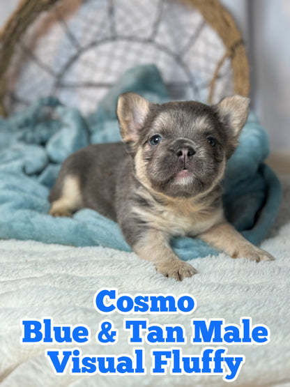 Cosmo - Male Blue & Tan Visual Fluffy - Reserved