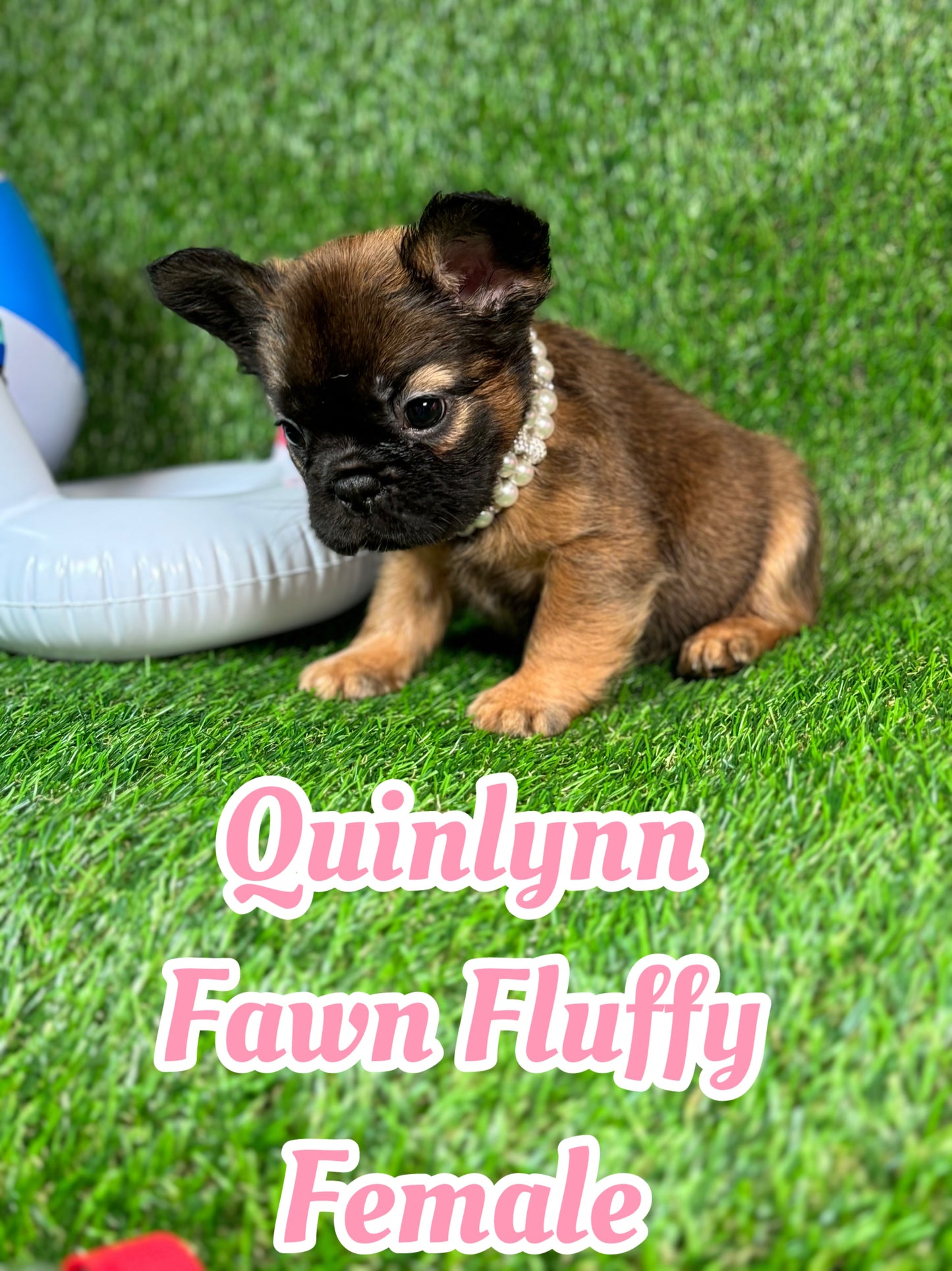 Quinlynn - Fawn Fluffy Female