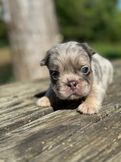 Greed - Male Blue Merle Visual Fluffy Carries Testable, Coco and Cream RESERVED